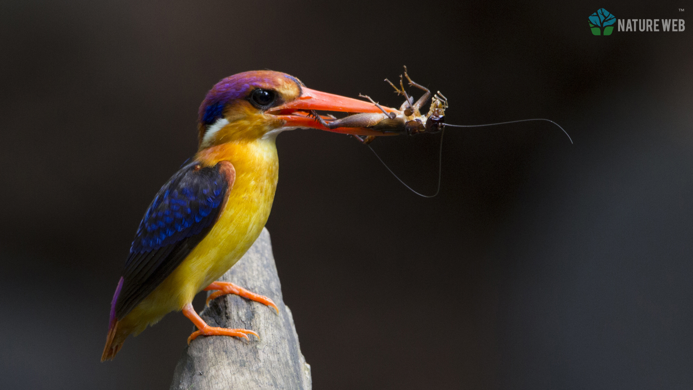 Oriental Dwarf Kingfisher